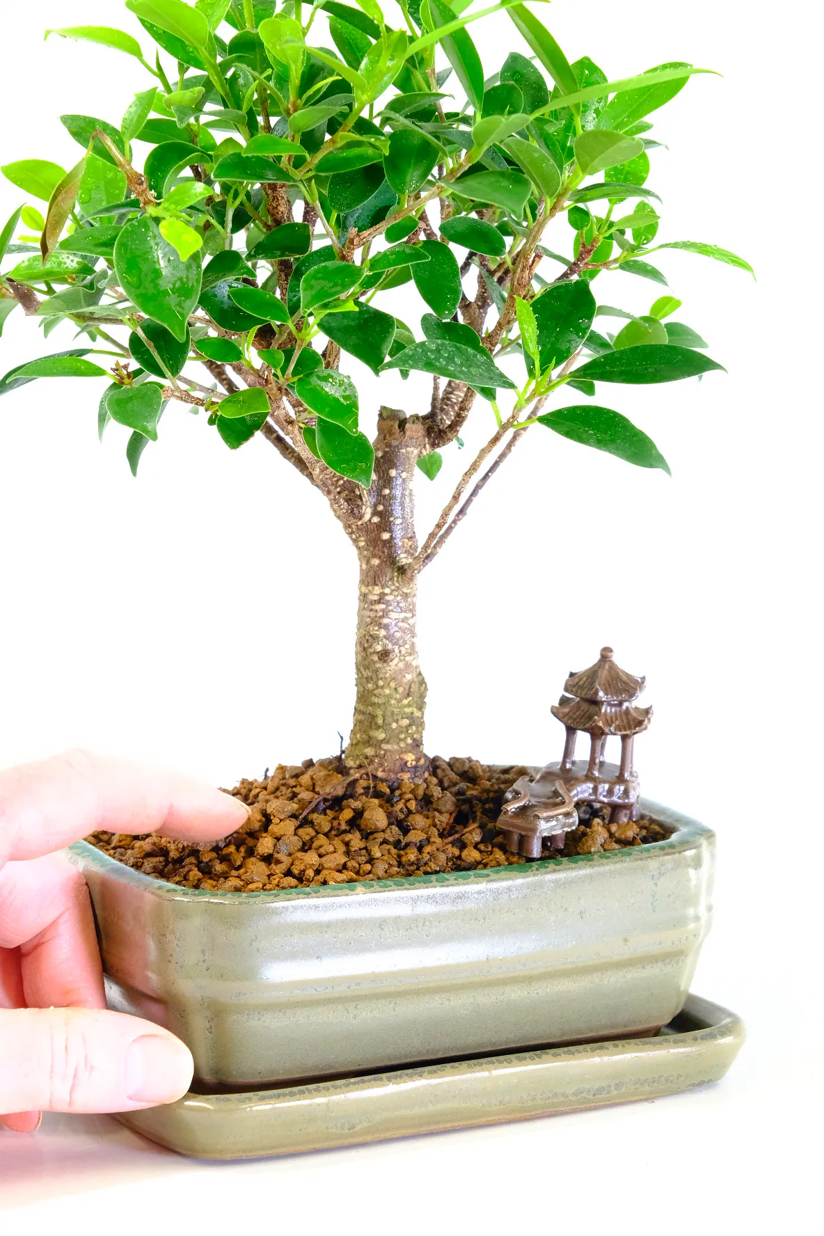Ficus bonsai tree for sale with oriental temple