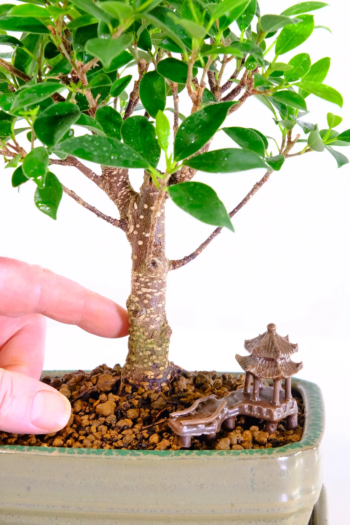 Powerful Informal Upright Ficus Bonsai | Elegant, Easy-Care Indoor Tree for Beginners