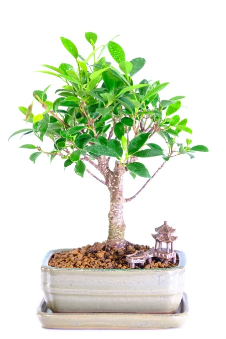Ficus Retusa Bonsai - Compact Neat Design