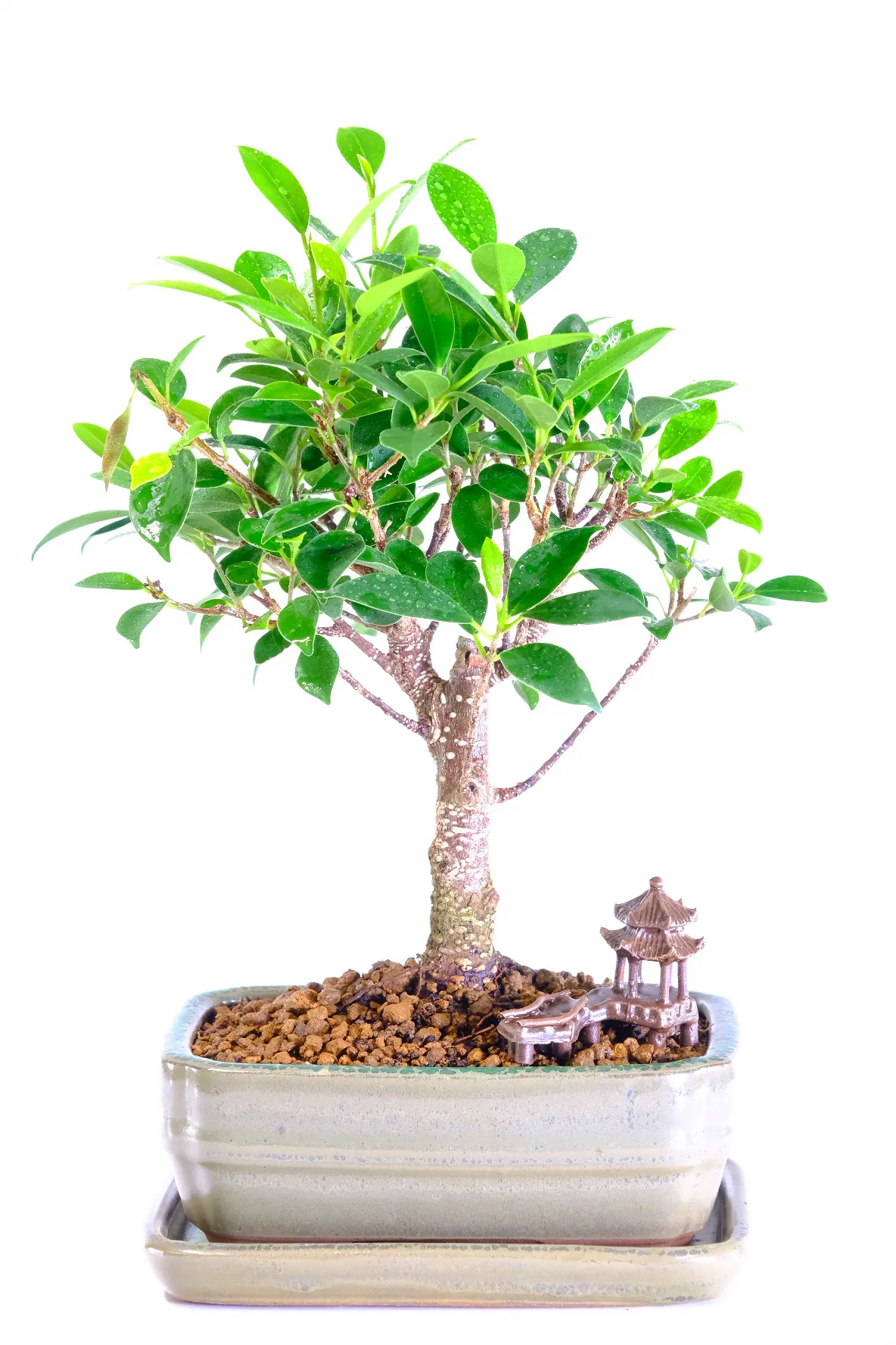 Ficus Retusa Bonsai - Compact Neat Design