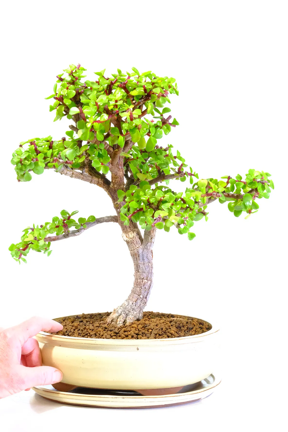 Large Jade Bonsai Tree with Gem-Shaped Leaves | Lucky Money Tree Bonsai