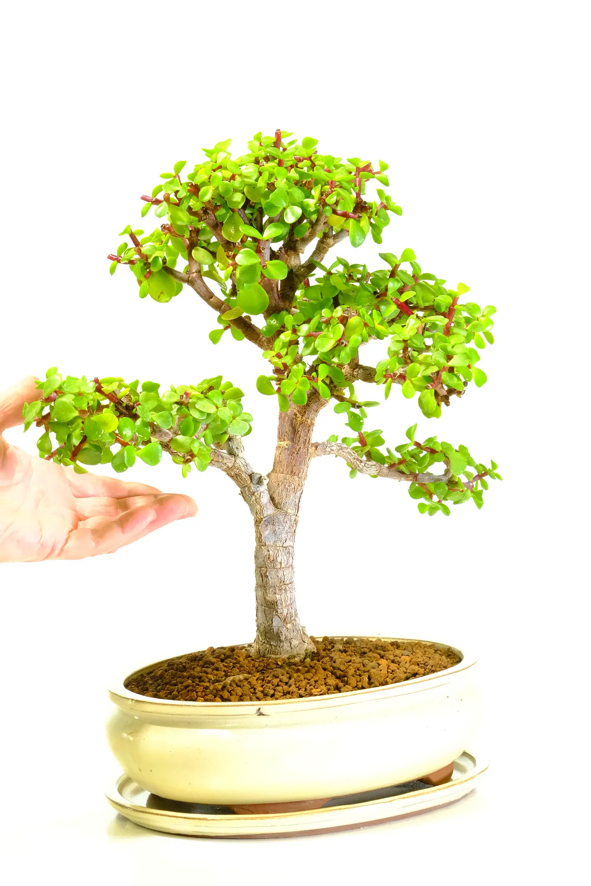 Larger Money tree Bonsai | Sweet 18 year old Lucky Jade Tree