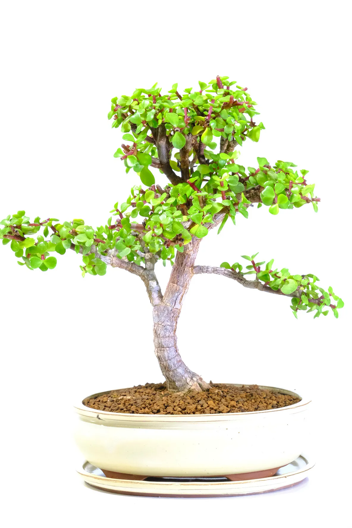 Portulacaria Afra 18 year old bonsai specimen I cream pot