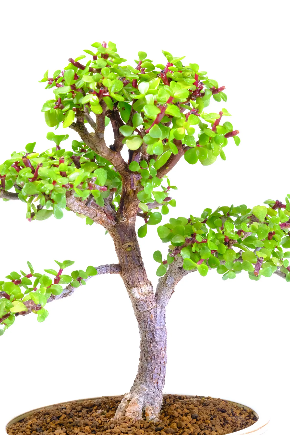 The refinement on this money plant bonsai is exceptional