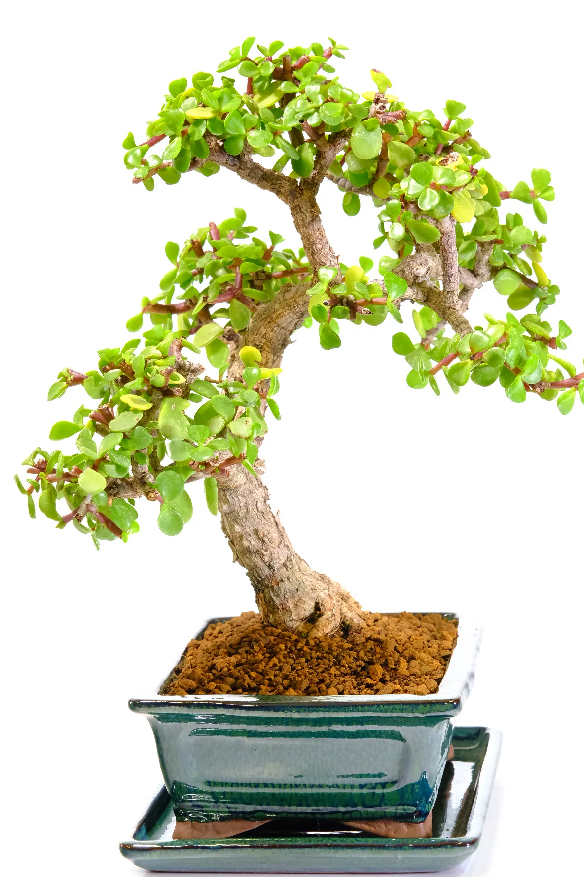 Individually photographed specimen quality jade tree bonsai for sale