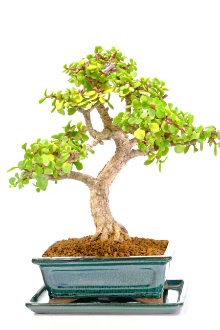 Money Plant Bonsai: A Stunning Indoor Jade Bonsai Tree - 17 years