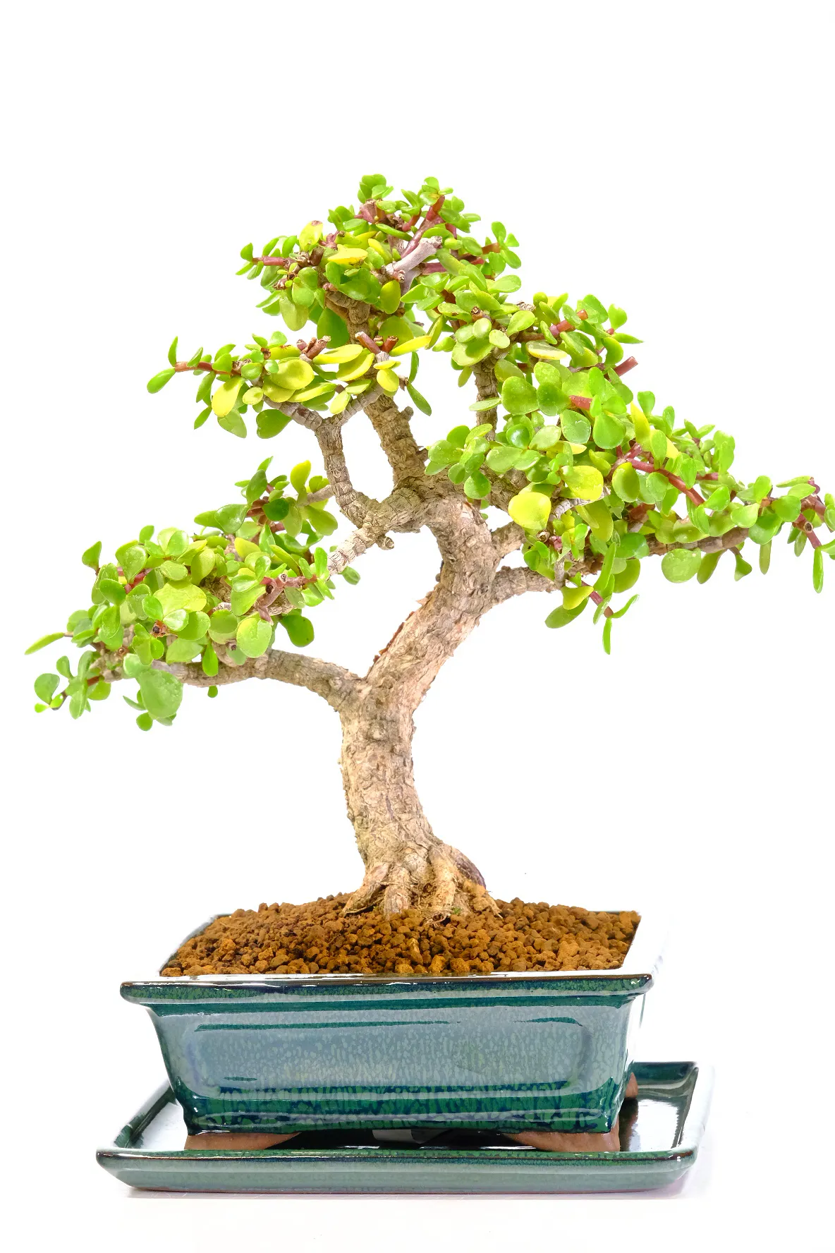 Money Plant Bonsai: A Stunning Indoor Jade Bonsai Tree - 17 years