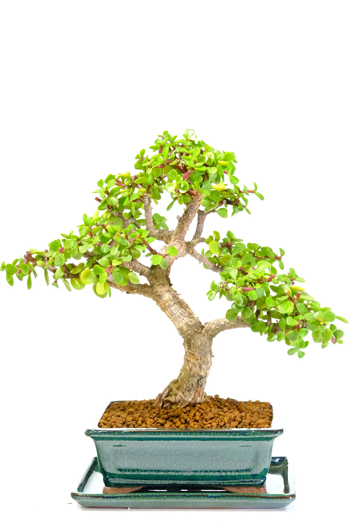 A remarkable money plant bonsai - Portulacaria Afra