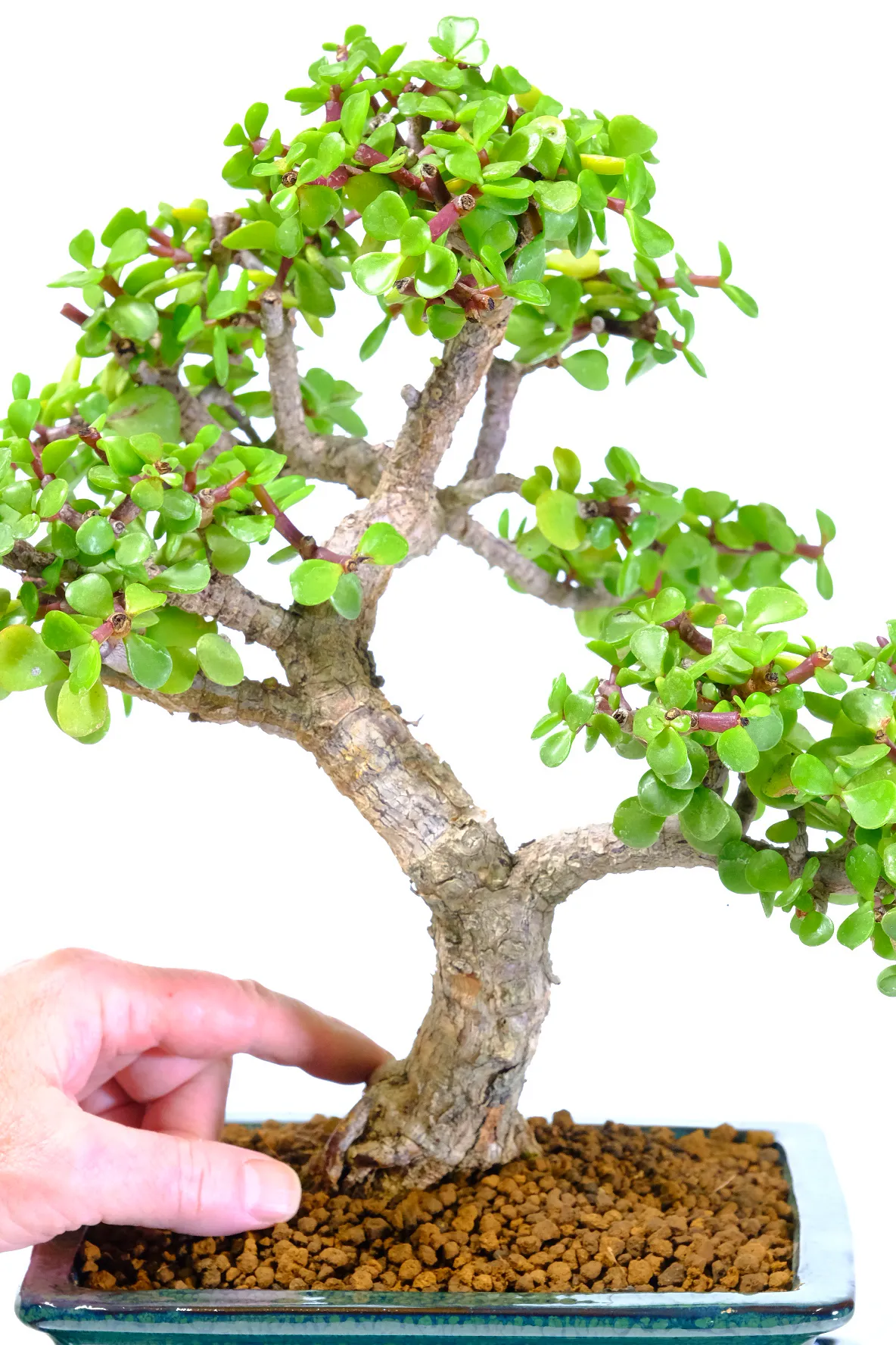 Very strong and powerful trunk on this money tree bonsai