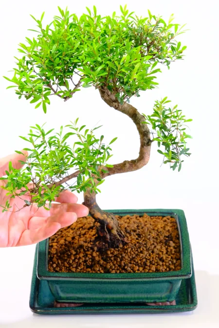 Fruiting and Flowering Roseapple Myrtle Bonsai with Neat Styling | Less is More
