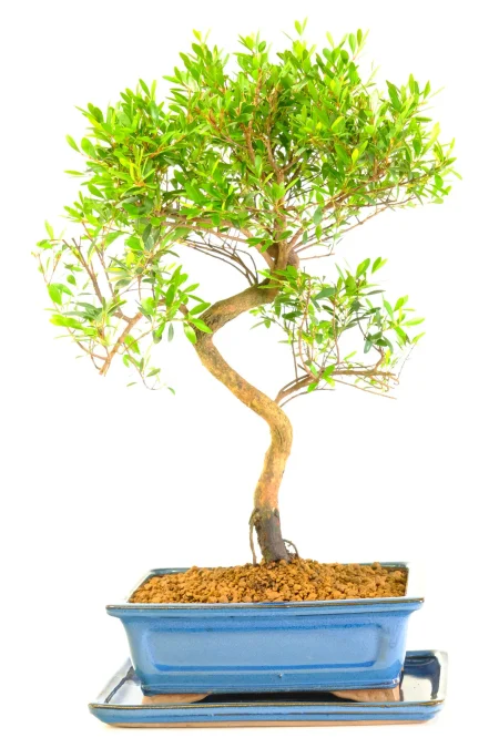 Twisted Syzygium Bonsai – Elegant Movement & Summer Flowers