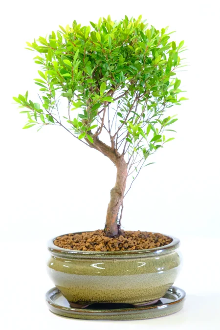 Elegant Flowering & Fruiting Roseapple Bonsai with Cherry-Like Fruits