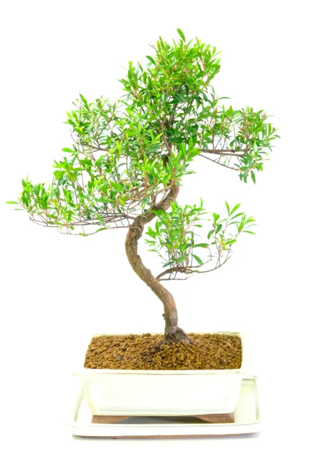 Sweeping Evergreen Flowering Roseapple in Classic Ivory Pot - Symbolises Joy, Love & Good Fortune