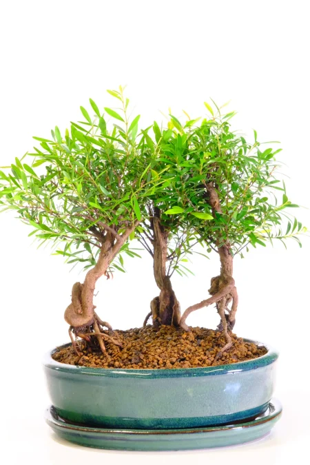 Artistic Roseapple bonsai tree forest