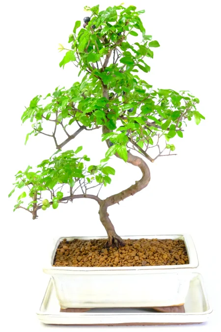 Magnificent Indoor Fruiting Sweet Plum Character Bonsai with Highly Artistic Styling