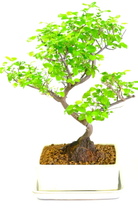 Premium Indoor Sweet Plum Bonsai – Twisting Trunk & Seasonal Colour