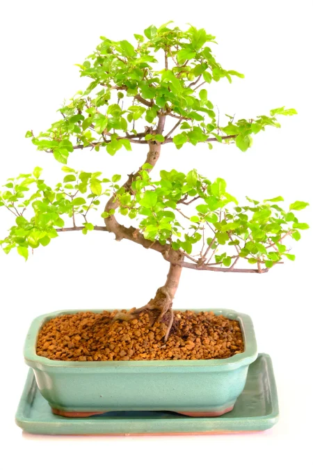 Chinese Sweet Plum Bonsai: Beautifully Shaped & Abundance of Attributes