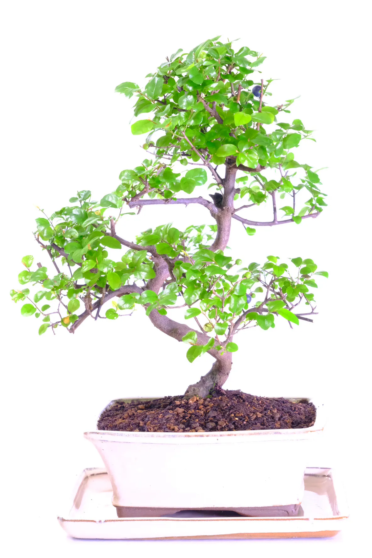 Perfect for beginners - very easy care