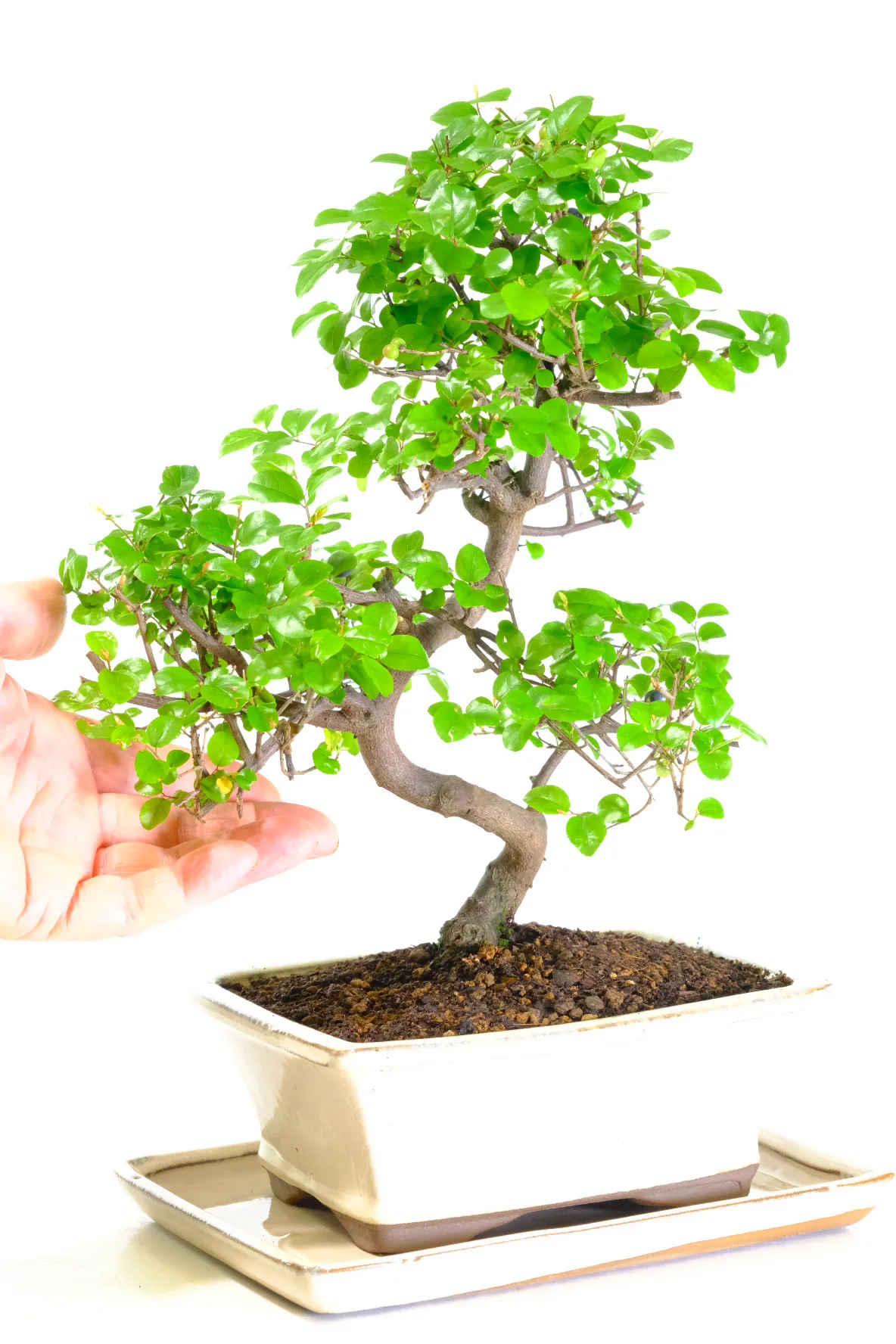Potted into a complimentary cream-coloured bonsai pot