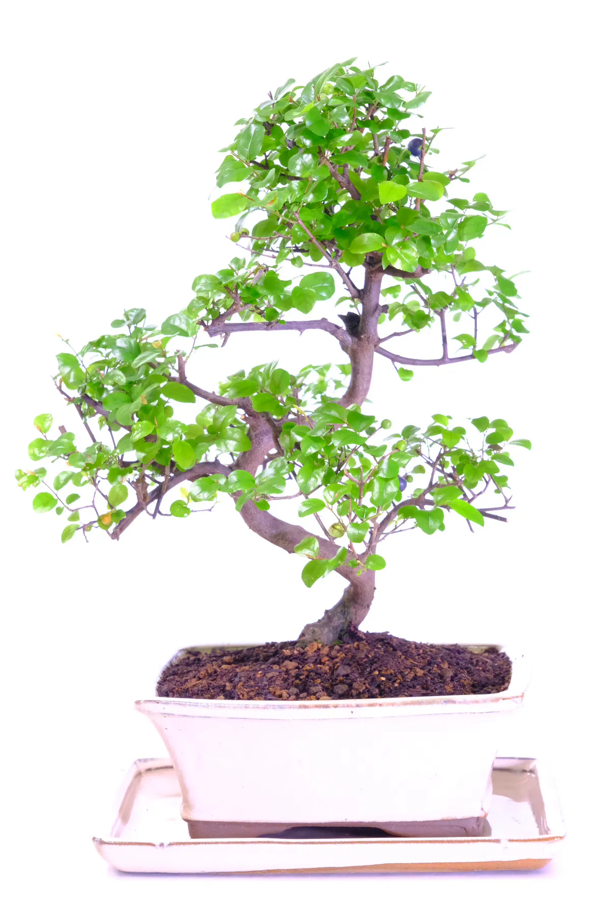 Beginners fruiting Chinese Sweet Plum bonsai tree