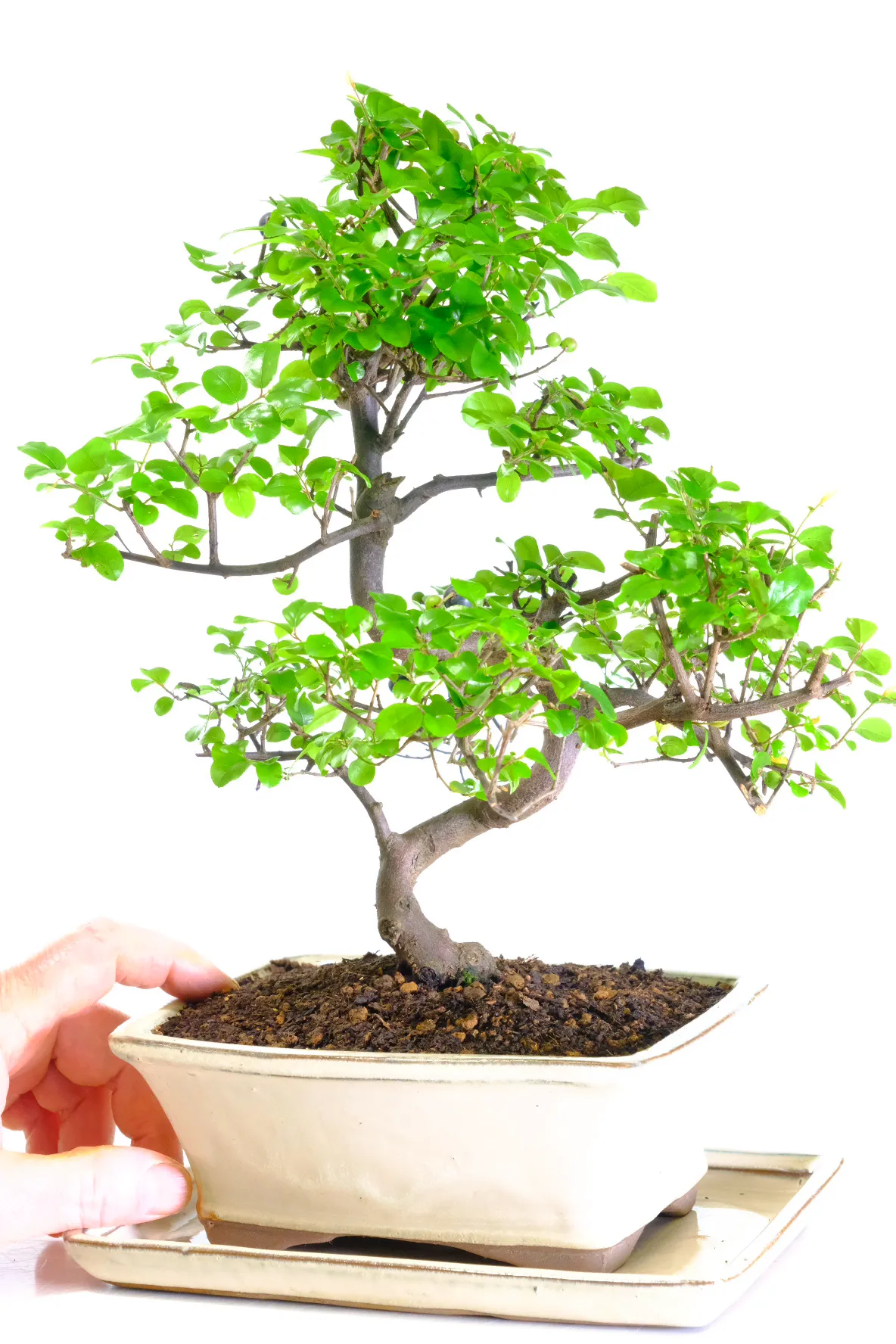 Twisty and ornate indoor bonsai tree for sale UK