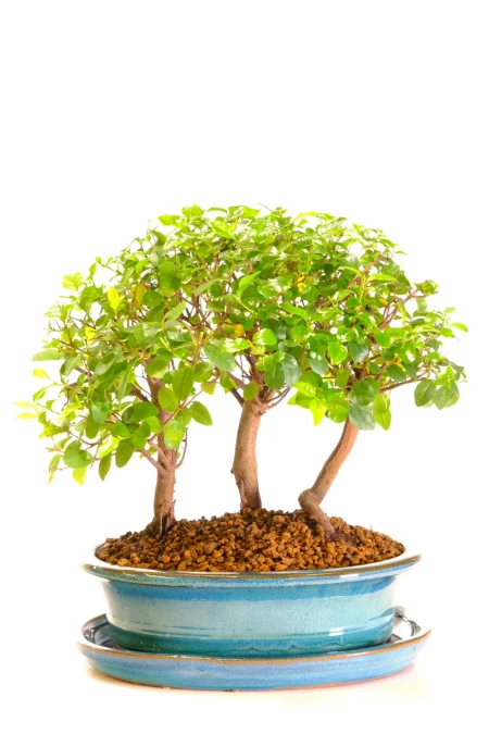 Incredible bonsai forest with upright trunks