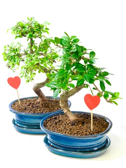 Twin Indoor Bonsai Trees | Stylish Easy Care Twisty Indoor Pair