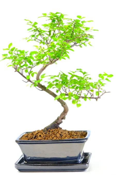 Fabulously Fruiting Chinese Sweet Plum Indoor Bonsai Tree - Incredible Design