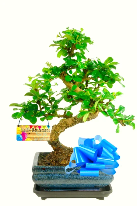 Twisty flowering Fukien Tea Tree Bonsai Retirement Gift