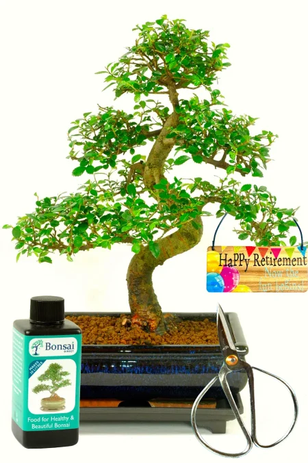 Large twisty beginners bonsai retirement gift