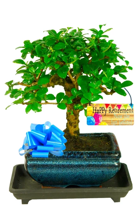 Gift them an artistic and inspiring retirement plant | Flowering Fukien Tea Tree indoor bonsai gift
