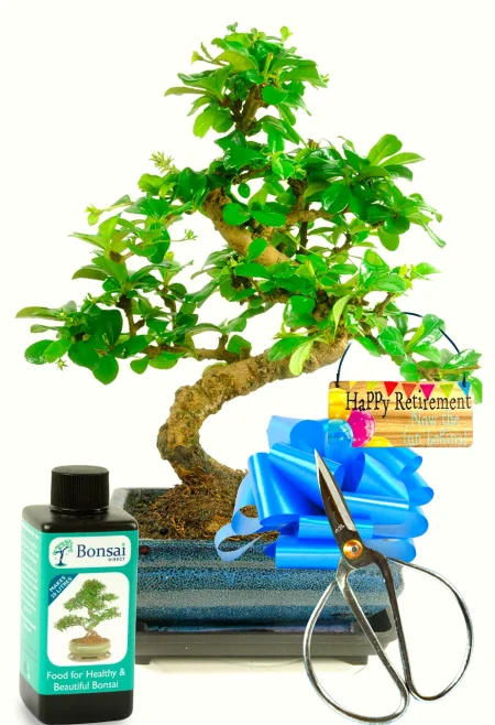 Beautiful bonsai tree kit for retirement