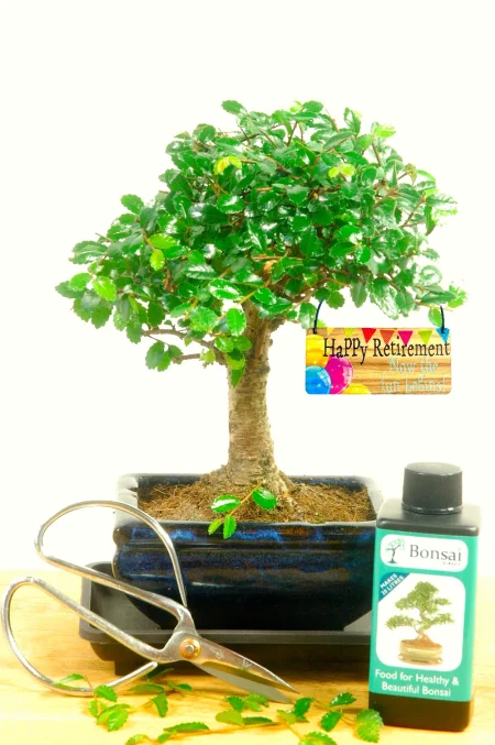 Retirement bonsai tree gift - excellent hobby