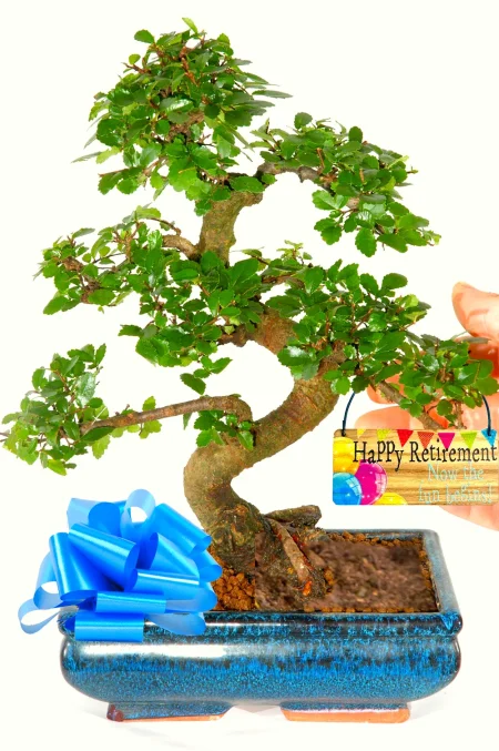 Easy beginners bonsai tree - perfect retirement gift