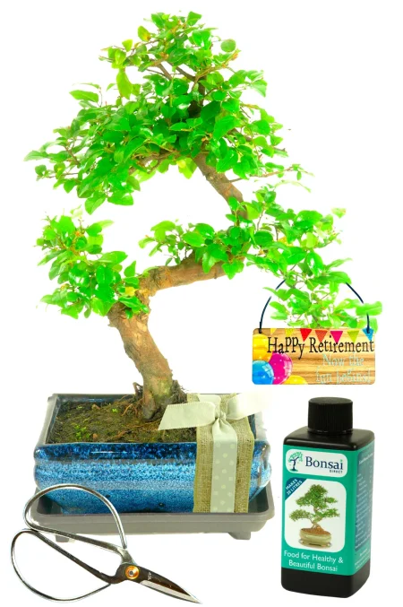 Delightful gift wrapped retirement bonsai tree gift - fruiting