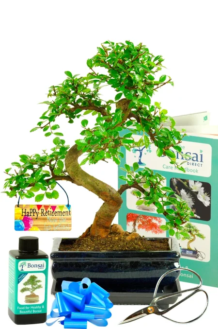 Men’s Retirement Gifts & Women’s Retirement Gifts – A Complete Indoor Bonsai Set