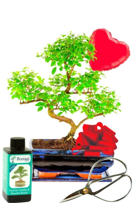 Delightful fruiting Sweet Plum bonsai tree sentimental and romantic gift
