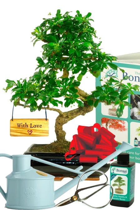 With Love flowering bonsai tree kit - perfect gift idea