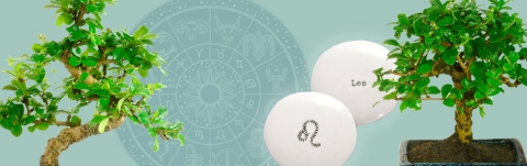 Bonsai Astrology Gifts