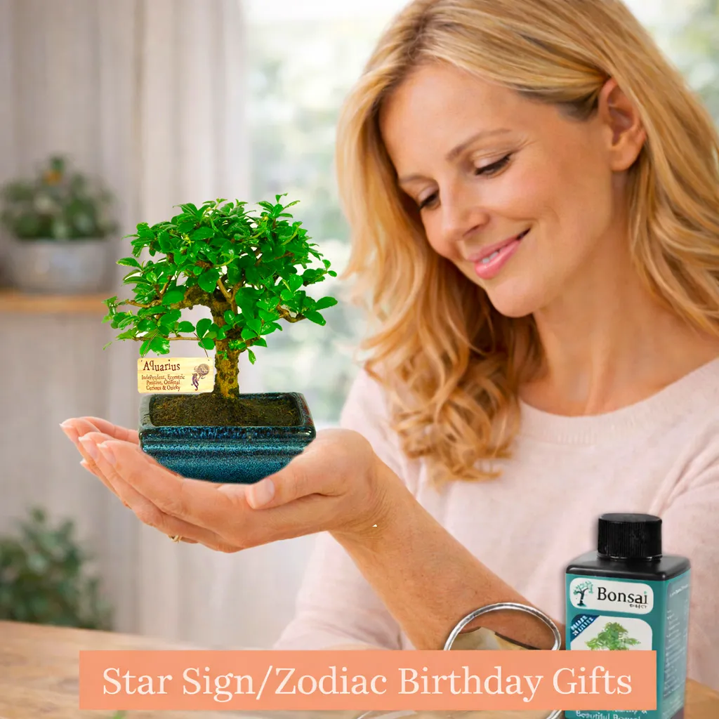 Star sign - zodiac special bonsai birthday gifts