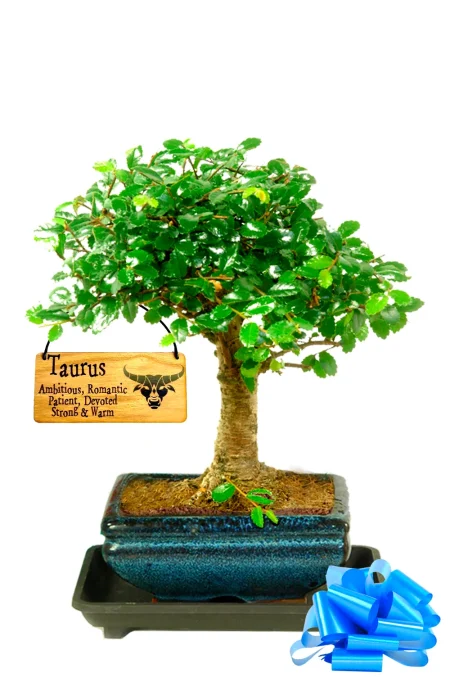 Baby Beginners Chinese Elm Starter Bonsai with Zodiac Tag
