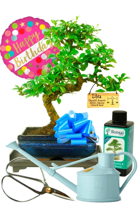 Beautiful flowering indoor Fukien Tea Tree comprehensive beginners zodiac star sign birthday gift