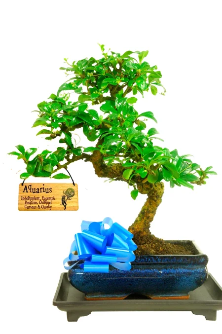 Larger flowering indoor Tea tree bonsai zodiac gift for friend or family