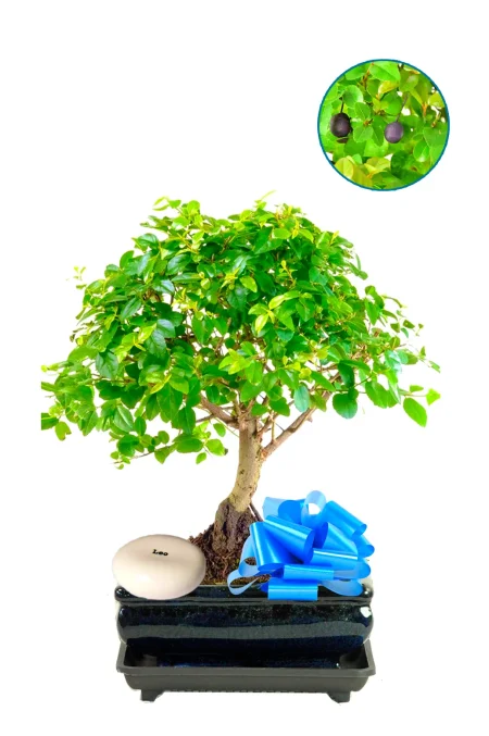 Woodland style star sign birthday bonsai tree gift - fruiting for beginners