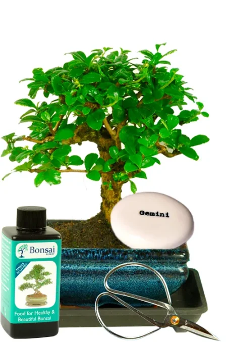 Very Cute Star-Sign Flowering Bonsai Tree Gift Set with Glazed Zodiac Pebble