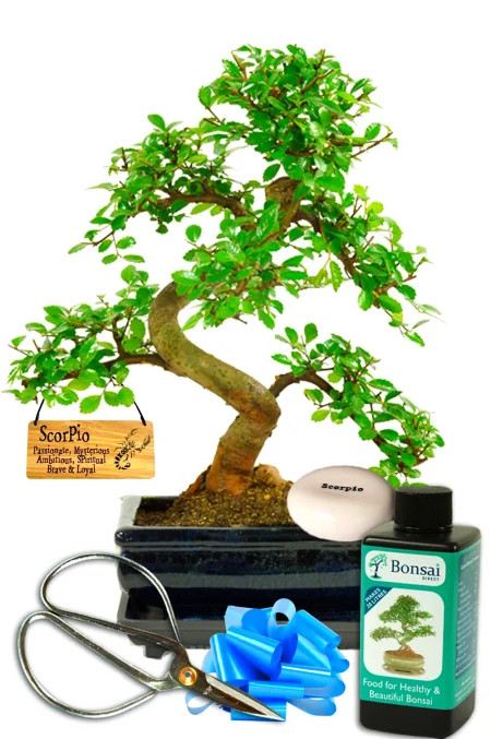 Astrology Gifts for Him or Her | Beginners Bonsai Starter Kit with Star Sign Pebble