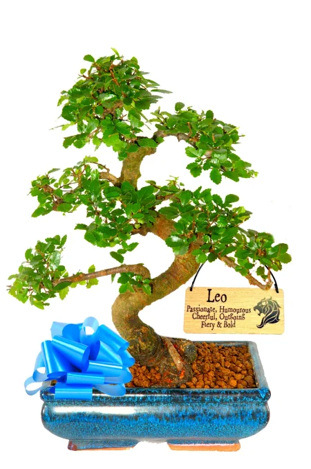 Best Astrology Gifts | Beginners Chinese Elm Bonsai with Zodiac Star-Sign Pebble