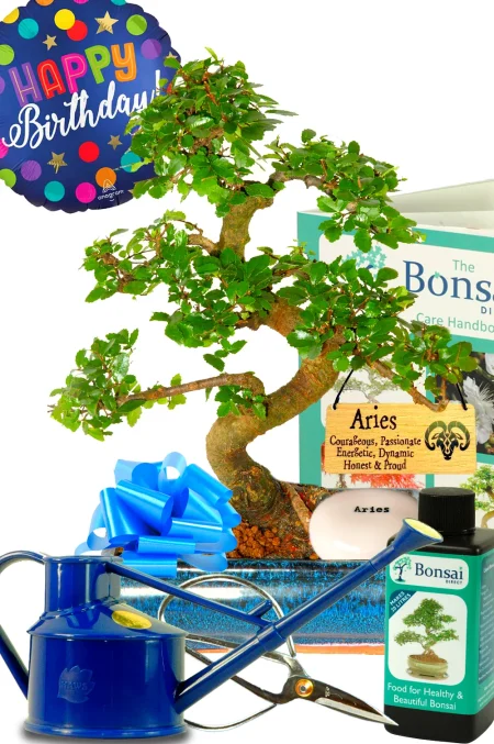 Comprehensive Zodiac Chinese Elm Bonsai Tree Gift | Free UK Delivery
