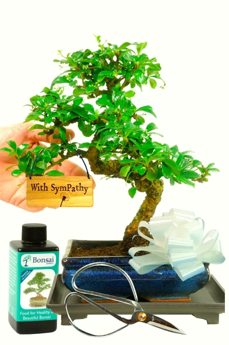 Flowering indoor Fukien Tea Tree bonsai | Wonderful & meaningful sympathy gift