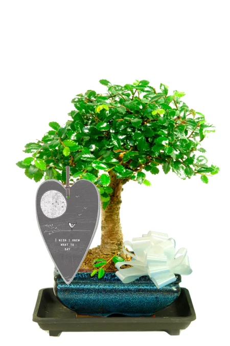 "I wish I knew what to say" Pretty Chinese Elm Bonsai tree | Lovely sympathy & hugs gift